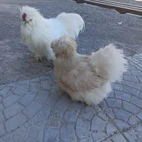 مرغ و خروس ابریشمی