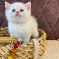 بچه گربه های اشرافی irancats|گربه|اهواز, بهارستان|دیوار