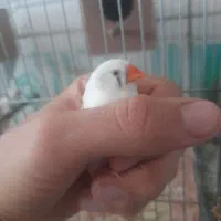 فنچ مولد تضمینی