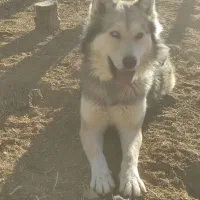 هاسکی چشم تا به تا