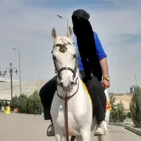 اسب سیلمی زیبا|اسب و تجهیزات اسب‌سواری|اردبیل, |دیوار