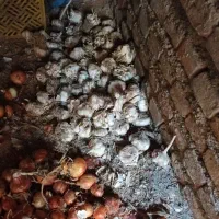 سیرخانگی|خوردنی و آشامیدنی|خان ببین, |دیوار