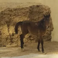 کره نر|اسب و تجهیزات اسب‌سواری|بوشهر, |دیوار