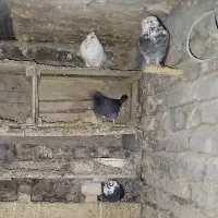 کبوتر|پرنده|سرخنکلاته, |دیوار