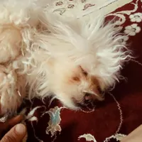 واگذاری ۲عدد سگ