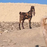 گوسفند کاموری اصل