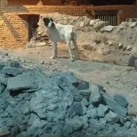 سگ گله افغان اصل|سگ|بیرجند, |دیوار