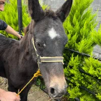 اسب|اسب و تجهیزات اسبسواری|لاهیجان, لیالستان|دیوار