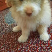 آقا تدی شیتزو ۳ ماهه ۴۰۰۰