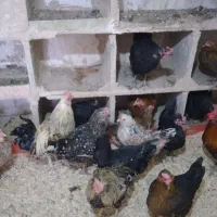 نوچه و جوجه و مرغ ، گلین|پرنده|قم, باجک دو|دیوار