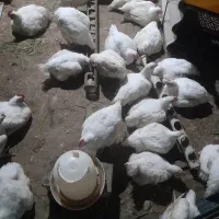 هرسه باهم