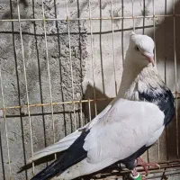 تعدادی کبوتر رنگی|پرنده|امیدیه, |دیوار