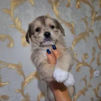 واگذاری توله سگ ۷۰ روزه|سگ|تهران, افسریه شمالی|دیوار