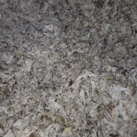 تفاله چقندرقند