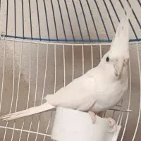 عروس هلندی البینو|پرنده|خورموج, |دیوار