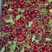 البالو درجه یک زیر قیمت همه جا فقط کیلویی 220