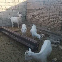 بزسانن|حیوانات مزرعه|زاوه, |دیوار