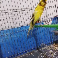 قناری|پرنده|ورامین, ورامین|دیوار