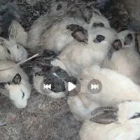 فروش خرگوش|موش و خرگوش|مراغه, |دیوار