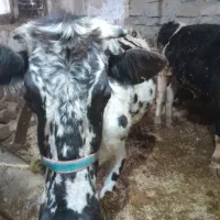 فروش گاو بومی ابسن ، هفت ماهه