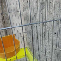 فروش قفس. با. لوازم. کامل|لوازم جانبی حیوانات|میناب, |دیوار