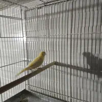 فروش قناری دوماهه ششصد هزار تومان|پرنده|شیراز, برمشور علیا|دیوار