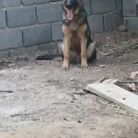 وا گذاری ژرمن شپرت|سگ|شبستر, |دیوار