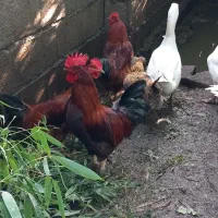 خروس سنگین وزن بزرگ|حیوانات مزرعه|سلمانشهر, |دیوار