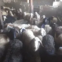 گوسفند با بز 46رس