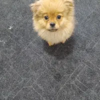 توله سگ سه ماهه پامر پیکنز