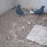 دم سفید جفتی|پرنده|سبزوار, رباط|دیوار