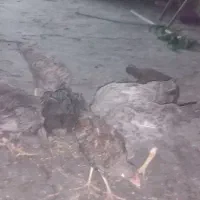 مرغ و خروس|حیوانات مزرعه|زاهدان, |دیوار