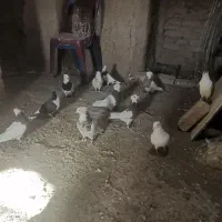 کفتر|پرنده|سبزوار, شهرک ابوذر|دیوار