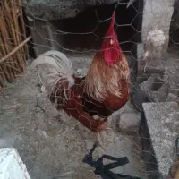 خروس محلی