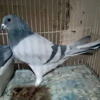 نر و ماده دمگیر فیروزه‌ای|پرنده|شاهین‌شهر, گزبرخوار|دیوار