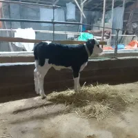 فروش گاو گوساله