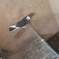 کفتر