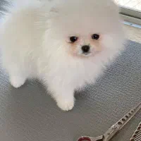 سگ پامر پامرانین خرسی جیبی عروسکی