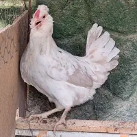 تخم نطفه دار گلین