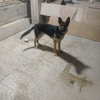 سگ ژرمن شپرد اصلی