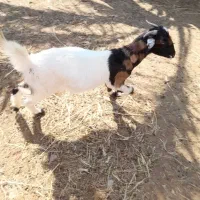 یه بز با یه گیسه 3قلو زا به بفروش میرسد|حیوانات مزرعه|کهنوج, |دیوار