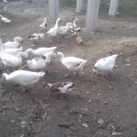 غوغازدورگه نرموجوداست