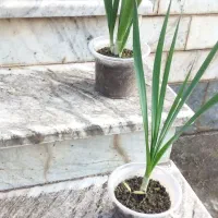 گل نرگس|گل و گیاه طبیعی|گنبد کاووس, |دیوار