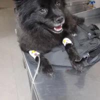 سگ گمشده|سگ|گلستان (تهران), |دیوار