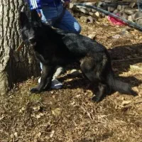 ژرمن بلک کلاسیک