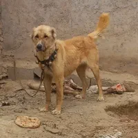 ماده خراسانی