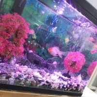 اکواریوم شیشه خم