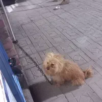 حیوان خانگی