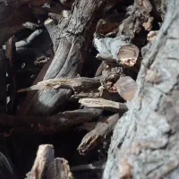 حراج‌ آخرسال