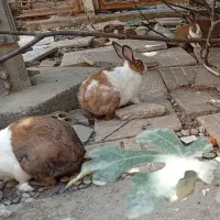خرگوش جفتی 200|موش و خرگوش|گنبد کاووس, |دیوار